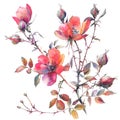 Orange pink rosehip branch with leaves, flowers and buds. Isolated on white background. Close-up. Watercolor painting Royalty Free Stock Photo