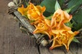 Orange roses in a basket Royalty Free Stock Photo