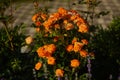 Orange roses bloom on a bush on a summer day
