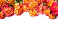 Orange roses decoration with place for text