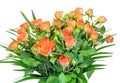 Orange roses flowers, close up, white background. Royalty Free Stock Photo
