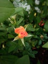 Orange roses in the garden