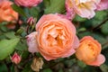 Orange Roses