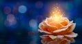 Orange roses light Bokeh floating blue background Valentines Day