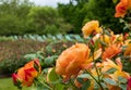 Orange roses, photographed in springtime in Regent\'s Park, London UK. Green and white striped deckchairs in the background.