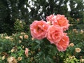 Orange roses after the rain in the park in summertime Royalty Free Stock Photo