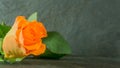 Orange roses on slate Royalty Free Stock Photo