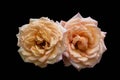 Orange roses, spring and summer flowers closeup. Still life Royalty Free Stock Photo