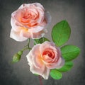 Orange roses, spring and summer flowers closeup. Still life on vintage background Royalty Free Stock Photo