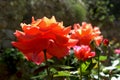 Orange roses in a sunny day