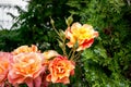 Orange roses on their trees in the Serbian countryside, green trees can be seen in the background