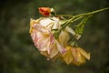 Orange Roses under the rain Royalty Free Stock Photo