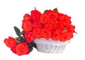 Orange roses in white basket Royalty Free Stock Photo