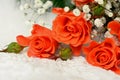 Orange roses on white Royalty Free Stock Photo