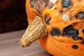 Orange rotten Halloween pumpkin close-up. A scary decoration for an autumn holiday. Spoiled vegetable as a background Royalty Free Stock Photo