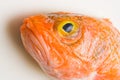 Orange roughy head Royalty Free Stock Photo