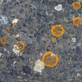 Orange round lichens on a dark grey stone Royalty Free Stock Photo