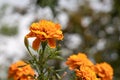 Orange round Marigold flowers with beautiful green leaves bloom in autumn in the garden on the blur background Royalty Free Stock Photo