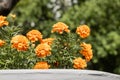 Orange round Marigold flowers with beautiful green leaves bloom in autumn in the garden on the blur background Royalty Free Stock Photo