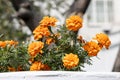 Orange round Marigold flowers with beautiful green leaves bloom in autumn in the garden on the blur background Royalty Free Stock Photo