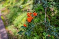 Orange rowan berry hang on the tree