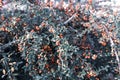 Orange rowan branches ith green leaves Royalty Free Stock Photo
