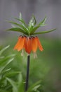 Orange royal grouse flower grows in the garden Royalty Free Stock Photo