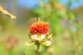 Orange Safflower