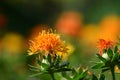 Orange safflower flower close up