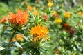 Orange safflower flowers in the field