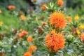 Orange safflower flowers in the field