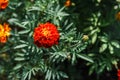 Orange saffron flower