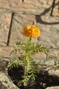 Orange saffron flower