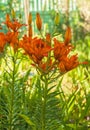 Orange saffron liliesLilium dahuricum; Lilium pensylvanicum