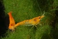 Orange Sakura shrimp - Neocaridina davidi