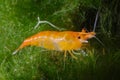 Orange Sakura shrimp - Neocaridina davidi