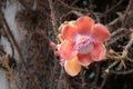 Orange Sala flower on Cannonball Tree or Sal flowers in Thailand