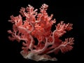 Orange salmon colored coral