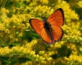 Scarce copper butterfly, lycaena virgaureae Royalty Free Stock Photo