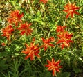 Orange Scarlet Indian Paintbrush Wildflower Mount Rainier Paradise Royalty Free Stock Photo