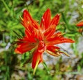 Orange Scarlet Indian Paintbrush Wildflower Mount Rainier Paradise