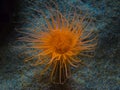 Sea Anemone Royalty Free Stock Photo