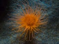 Sea Anemone