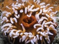 Orange sea anemone underwater closeup from the top