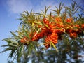 orange sea-buckthorn in autumn