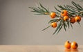 Orange sea buckthorn berries branch with copy space for text Royalty Free Stock Photo