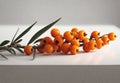 Orange sea buckthorn berries branch with copy space for text. Royalty Free Stock Photo