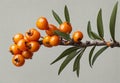 Orange sea buckthorn berries branch with copy space for text. Royalty Free Stock Photo