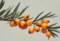 Orange sea buckthorn berries branch with copy space for text. Royalty Free Stock Photo