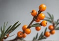 Orange sea buckthorn berries branch with copy space for text. Royalty Free Stock Photo